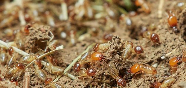 شركة مكافحة النمل الابيض في الرياض